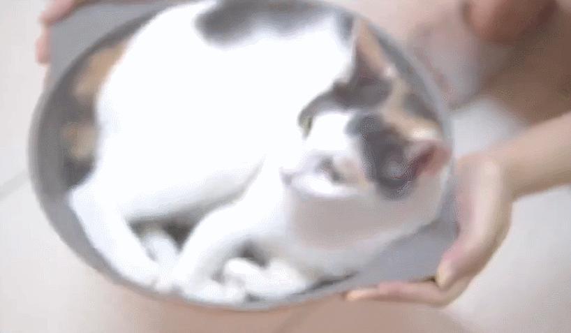 众所周知的猫咪,猫咪是液体也是固体