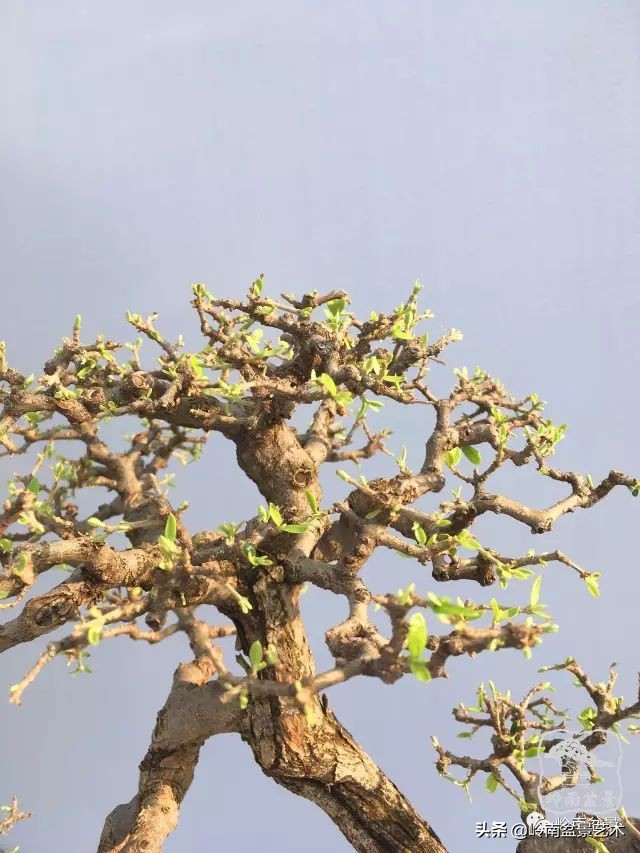 杂木盆景也毫不逊色,杂木盆景值钱吗