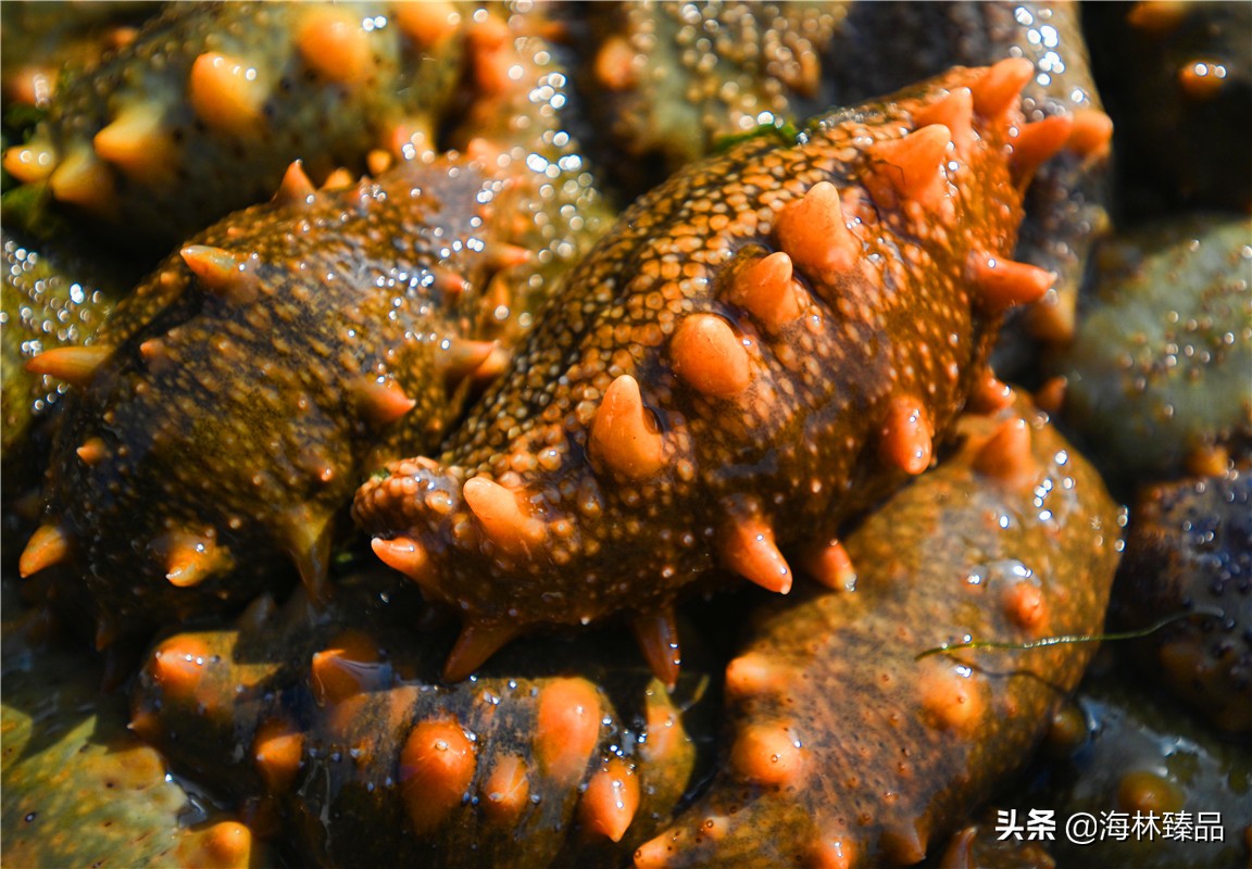 野生海参探店,野生海参采捕视频大全