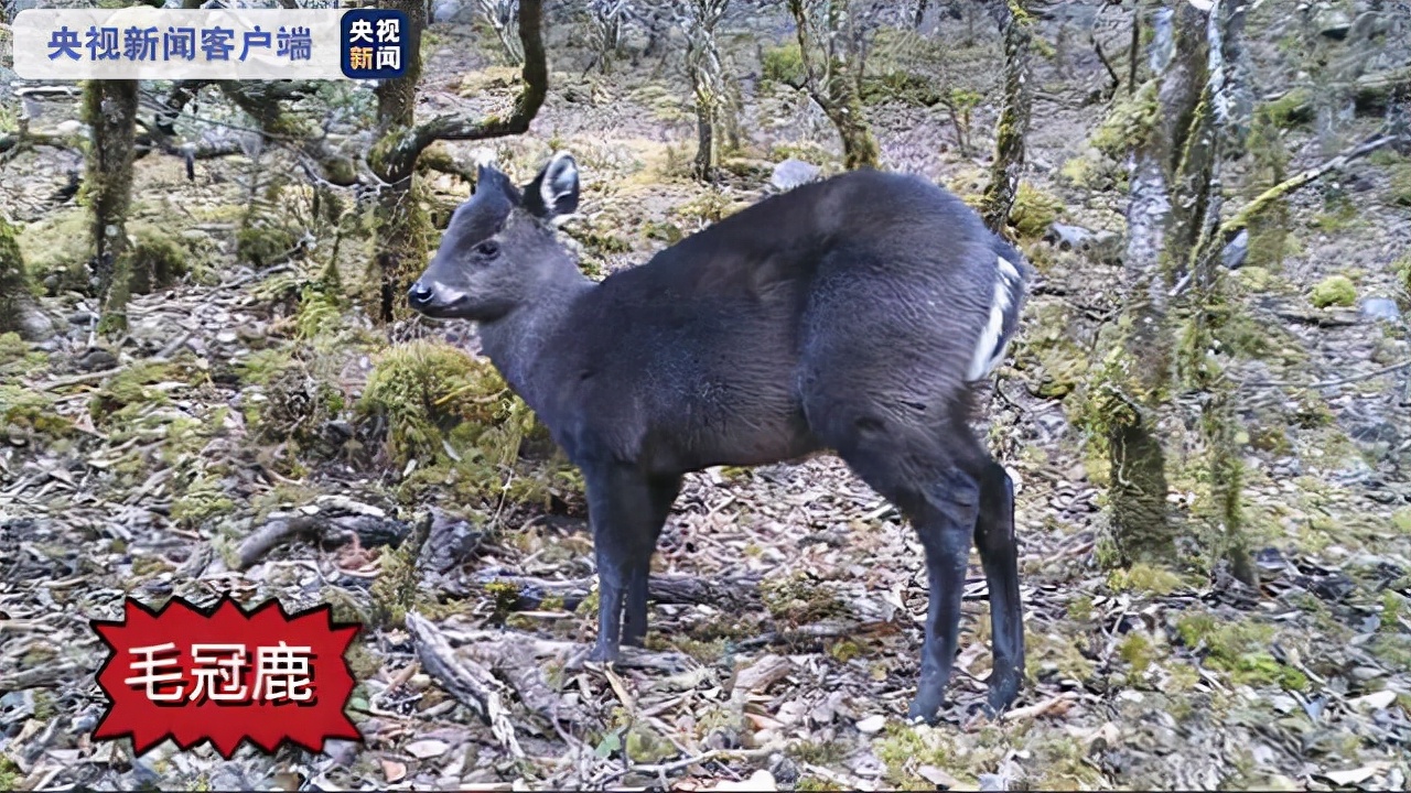 猞猁首次现身云南狼群将遭到威胁,猞猁凶残到什么程度的