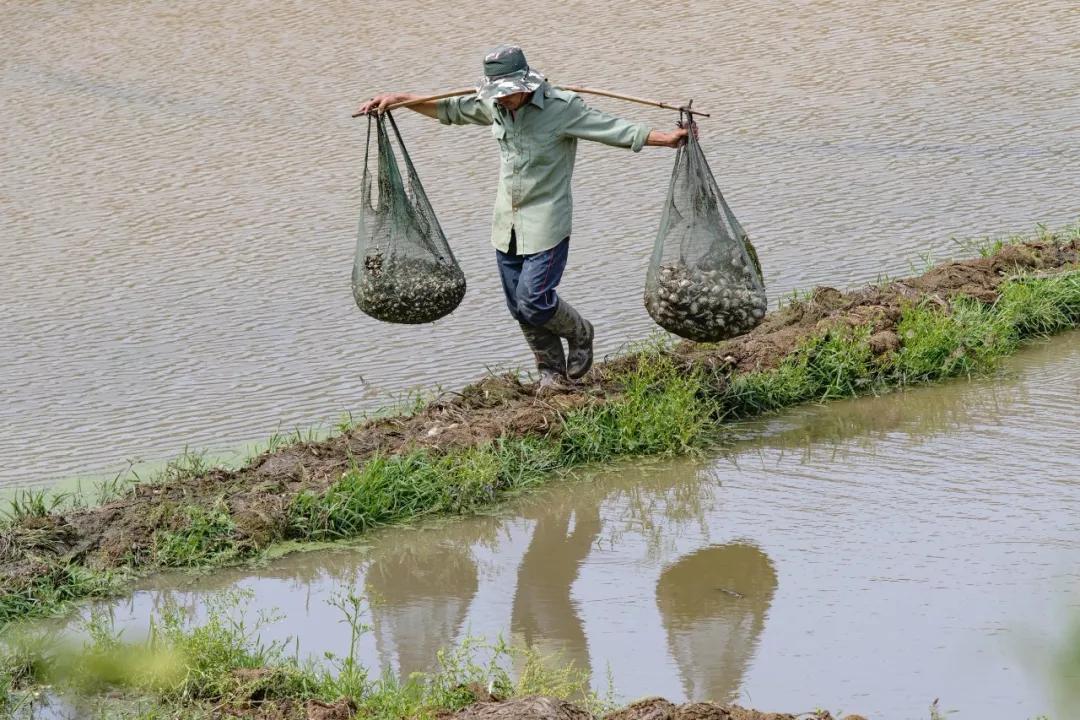 南北相济，中国580多个“菜篮子”是如何炼成的？