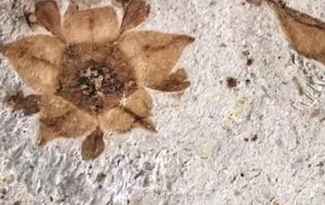 七夕还在送花？来个新玩法，带她去看世界上最昂贵的10种花