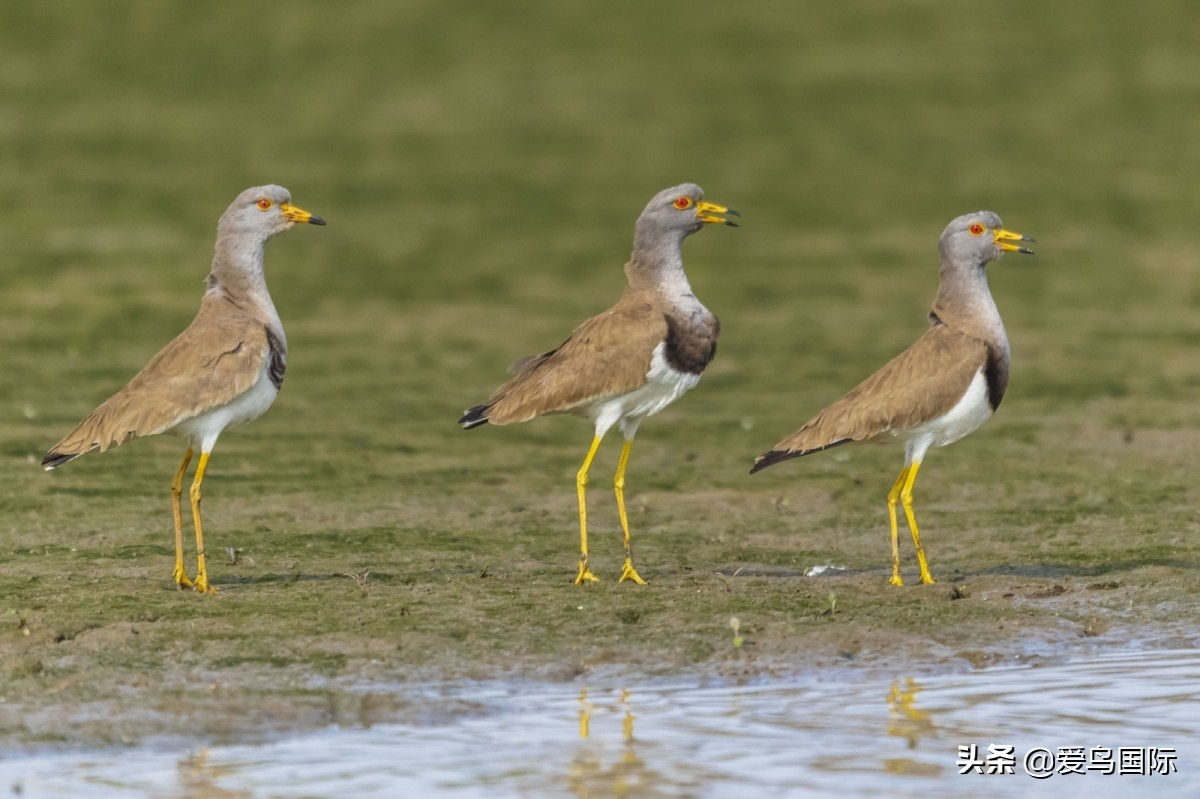 鐖遍笩绉戞櫘楦熺被鎽勫奖,鐖遍笩鎶ら笩绉戞櫘