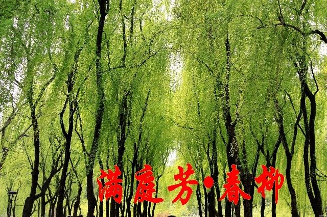 燕子楼戏曲,经典粤剧燕子楼