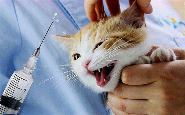 流浪猫是否会携带病毒,流浪猫携带病毒怎么办