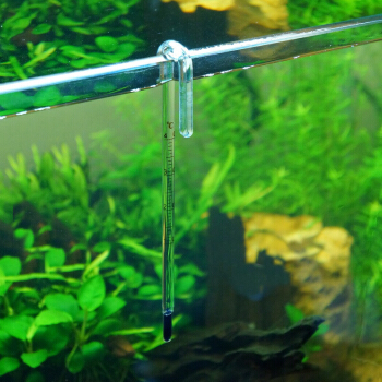 金鱼养多了怎么处理,金鱼养得越来越瘦