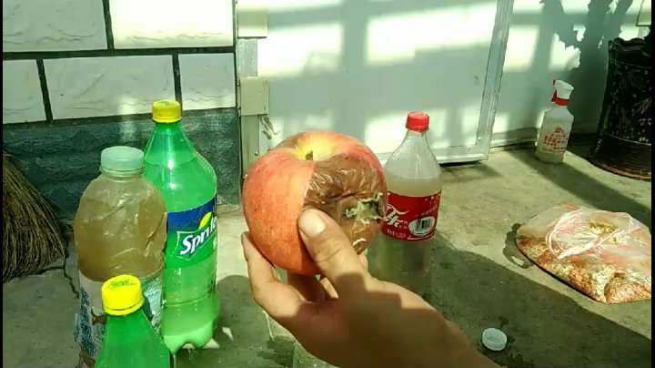 水泡烂苹果,可以喝的“营养液”,干净肥力大,浇啥旺啥,还减肥