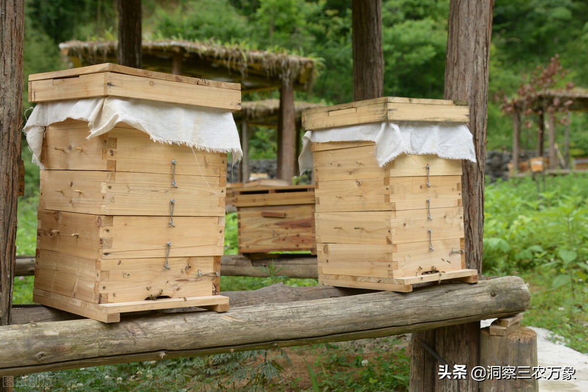 蜜蜂养殖简单技术注意事项,蜜蜂养殖技巧和方法