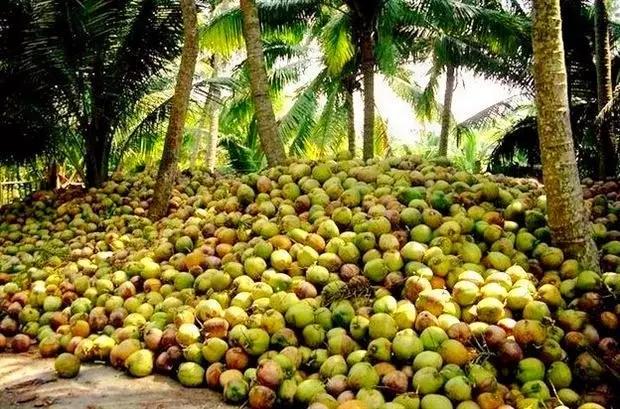 海南文昌东郊椰林风景名胜区,海南东郊椰林最美视频