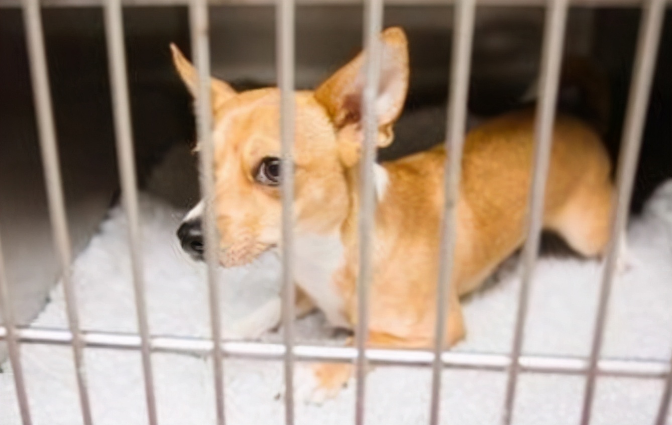 小狗有狗癣怎么办,狗得癣怎么办