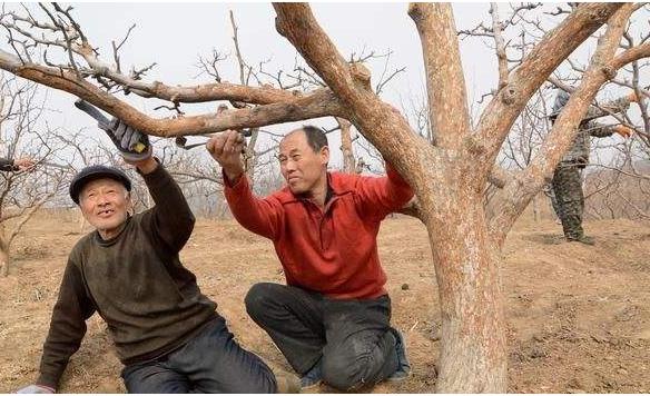 柿子蚧的用药时间,柿子树上的蚧虫用什么药打