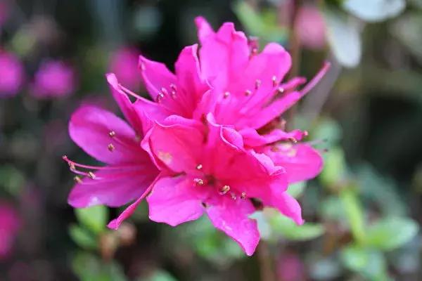 真正的中国十大名花,中国十大名花超漂亮