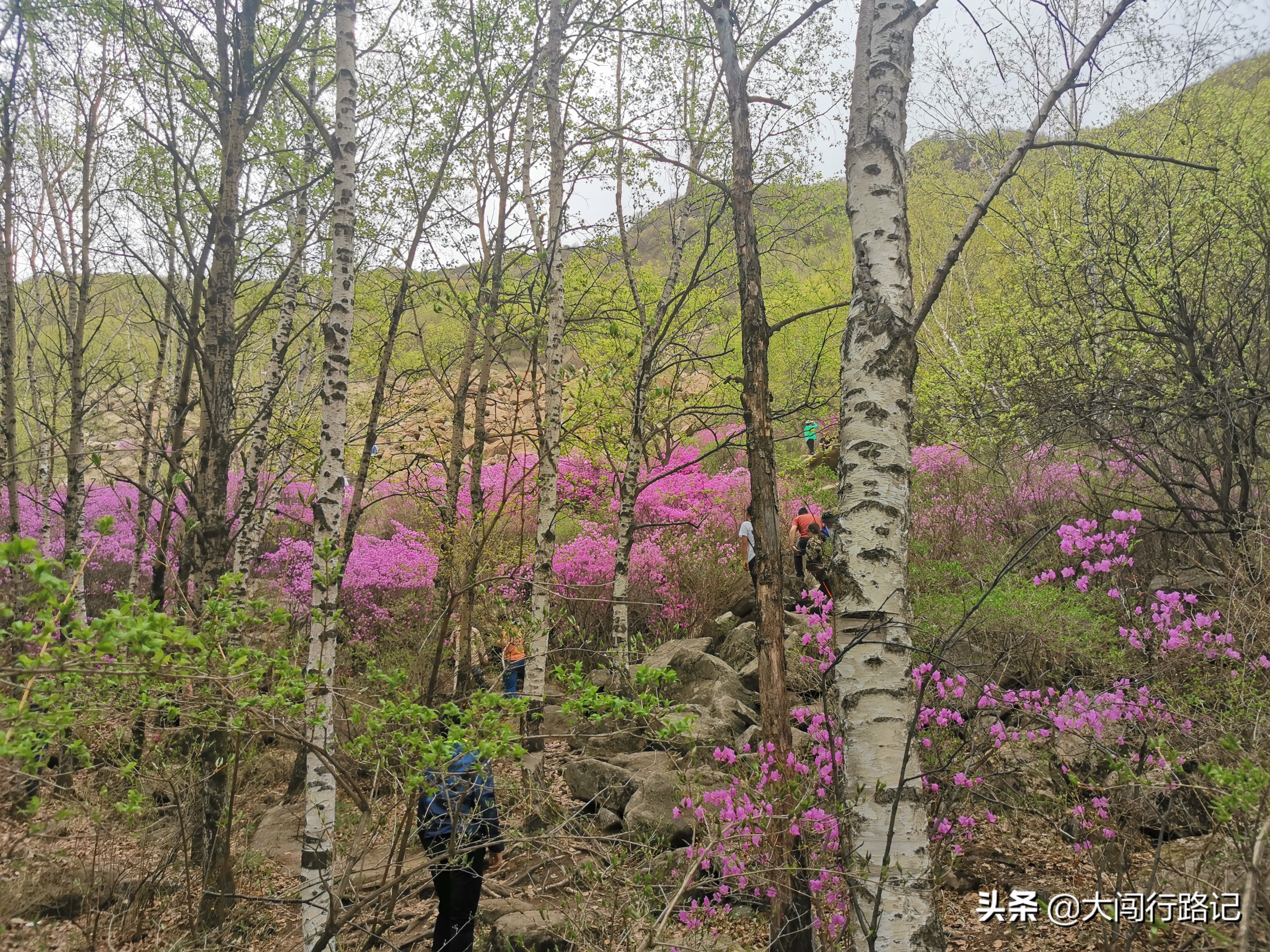 喇叭沟门原始森林游记,怀柔喇叭沟门原始森林2日自驾游