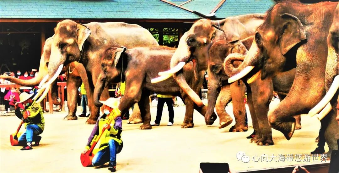 彩云之南版纳行,版纳之旅看大象