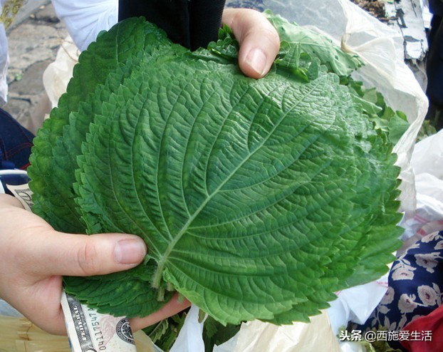 韩国7000元一斤的奢侈品,中国农村遍地都是,游客:太糟心!