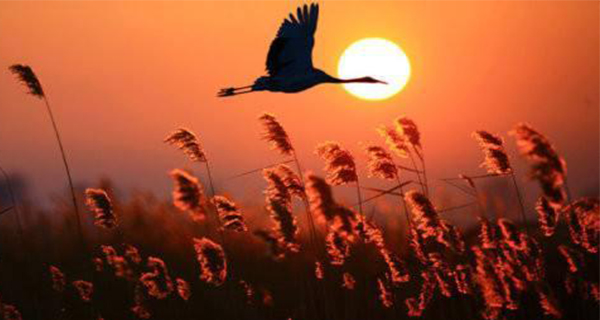 富士康郭台铭为啥要裁员,富士康近期状况郭台铭