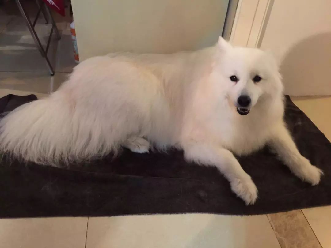 宠物泪痕消管用吗,爱宠的泪痕是怎么回事