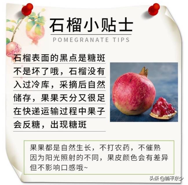 突尼斯软籽石榴苗真假辨别图片,突尼斯软籽石榴正宗苗