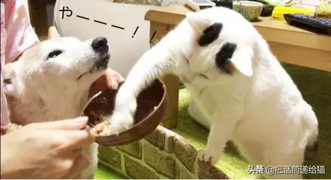 当小猫咪遇上大型犬,当小猫咪遇到大狗狗真是太温馨了