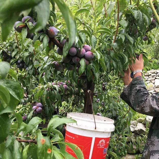 汶川最美紫宝石,汶川最美的紫宝石