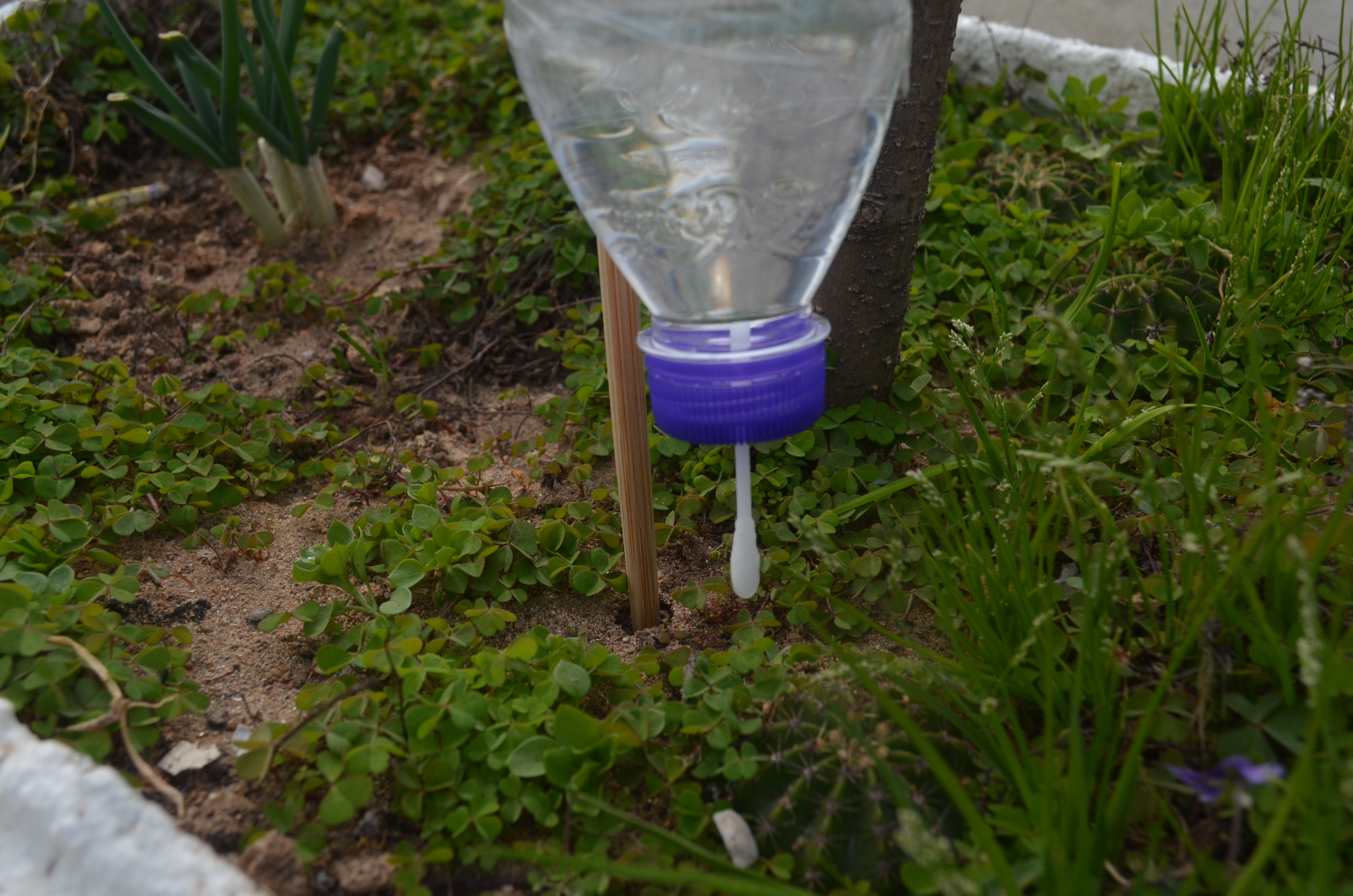 一个塑料瓶一根棉签，教你做自动浇水器，不用担心花草没人浇水了