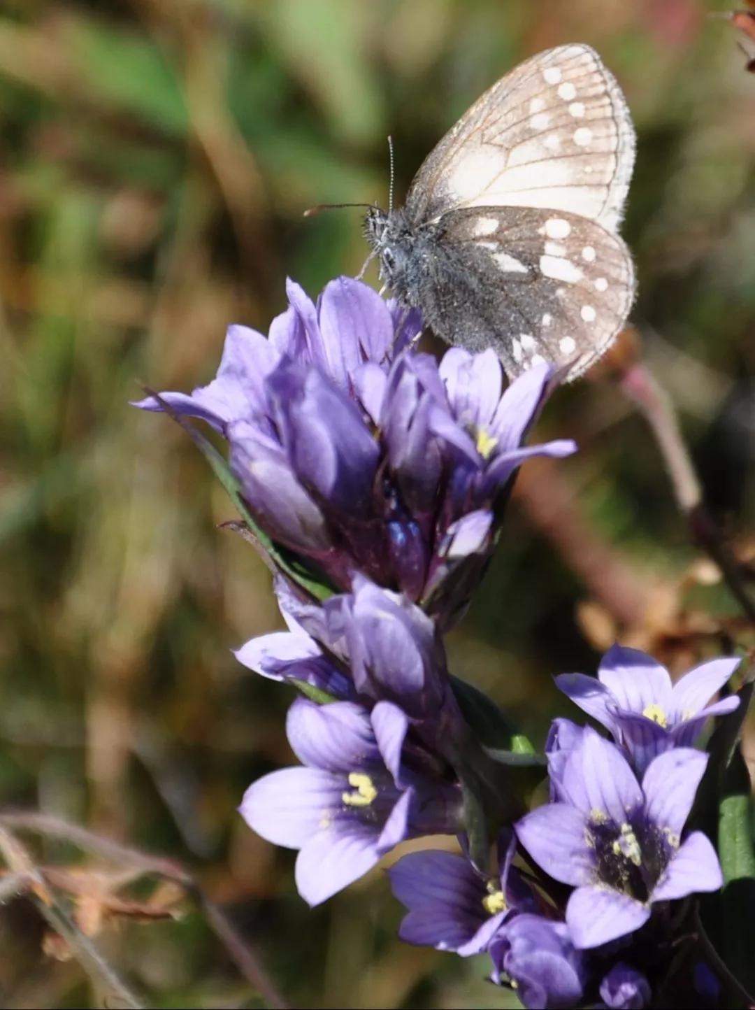 *疆新**的蝴蝶，惊世骇俗