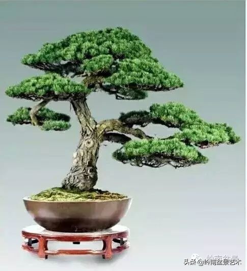 盆景结顶的形式,最好的盆景结顶方法