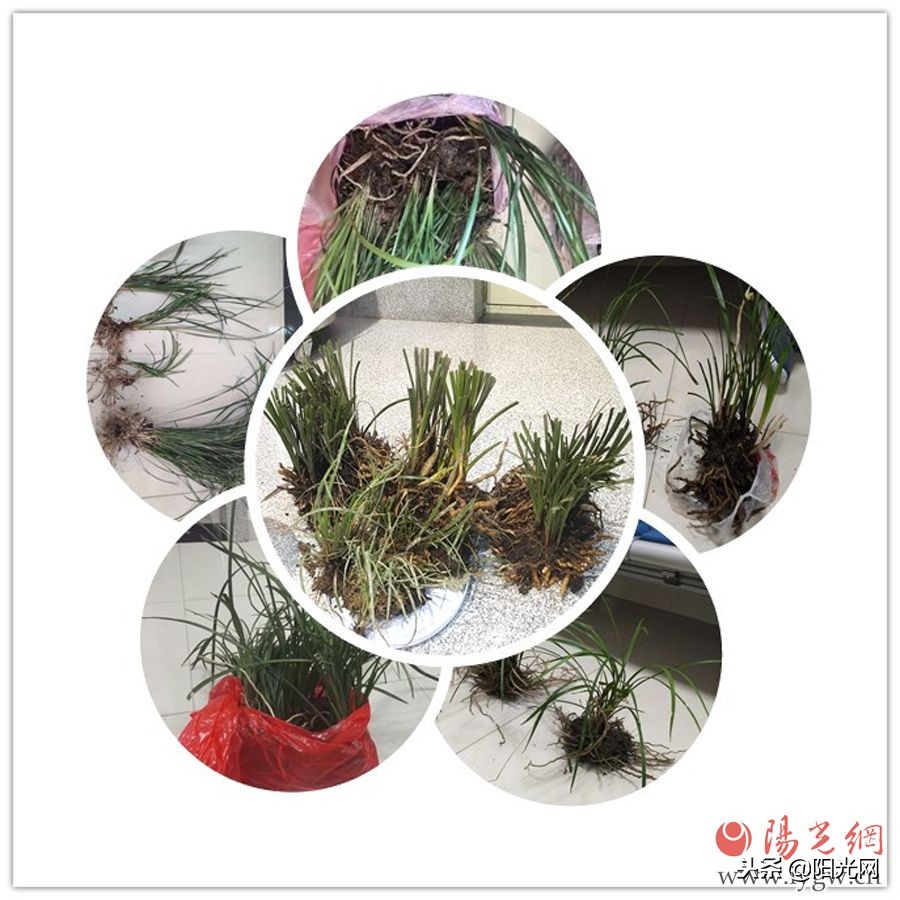 西成高铁开通一年安康铁警查获野生兰草近千株