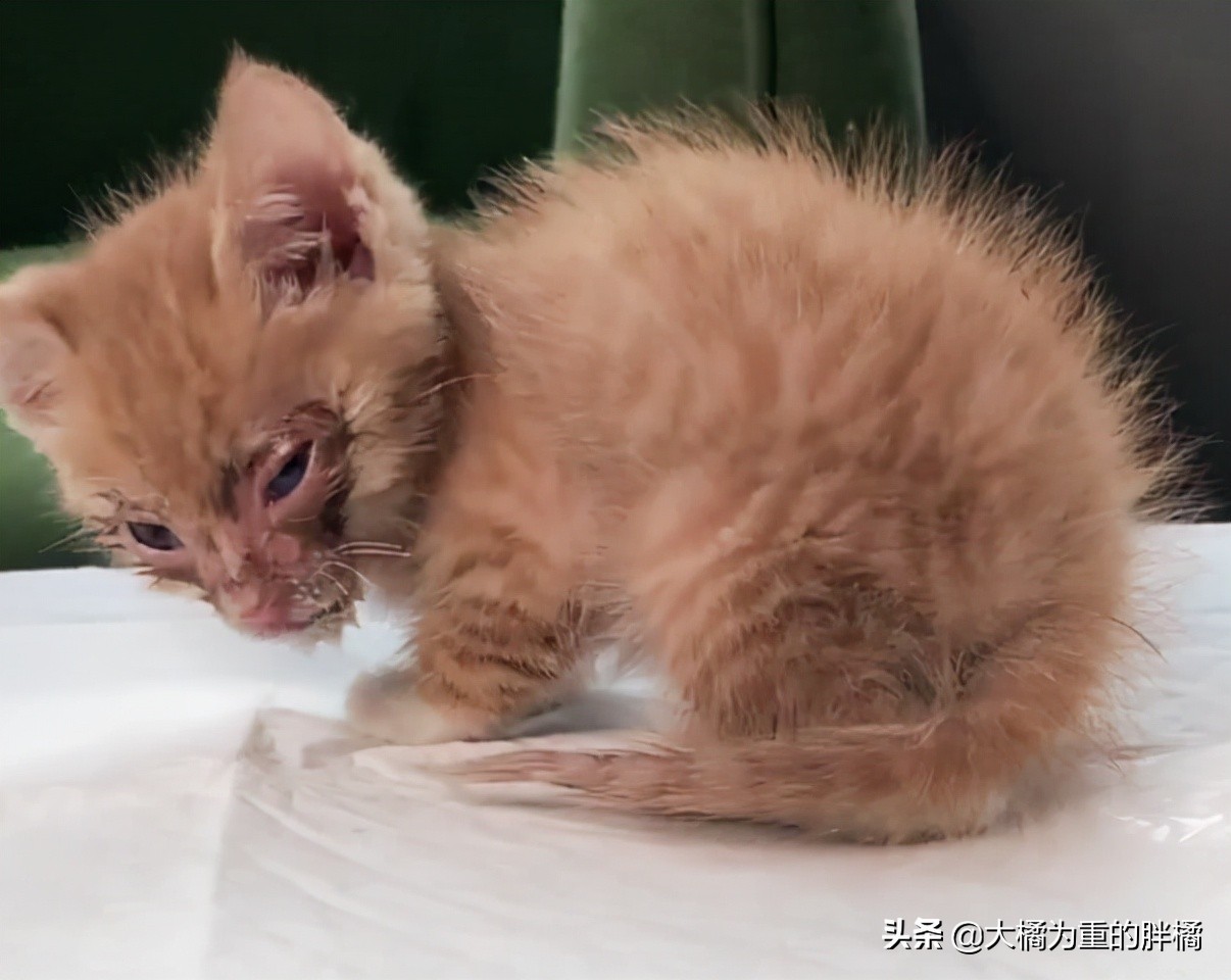 流浪小猫被丢弃遇见好心人被收养,流浪小猫蜷缩在马路小伙暖心救助