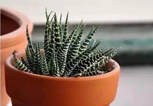 养花技巧家庭养护绿植的小方法,喜爱养花分享花卉盆栽养护知识