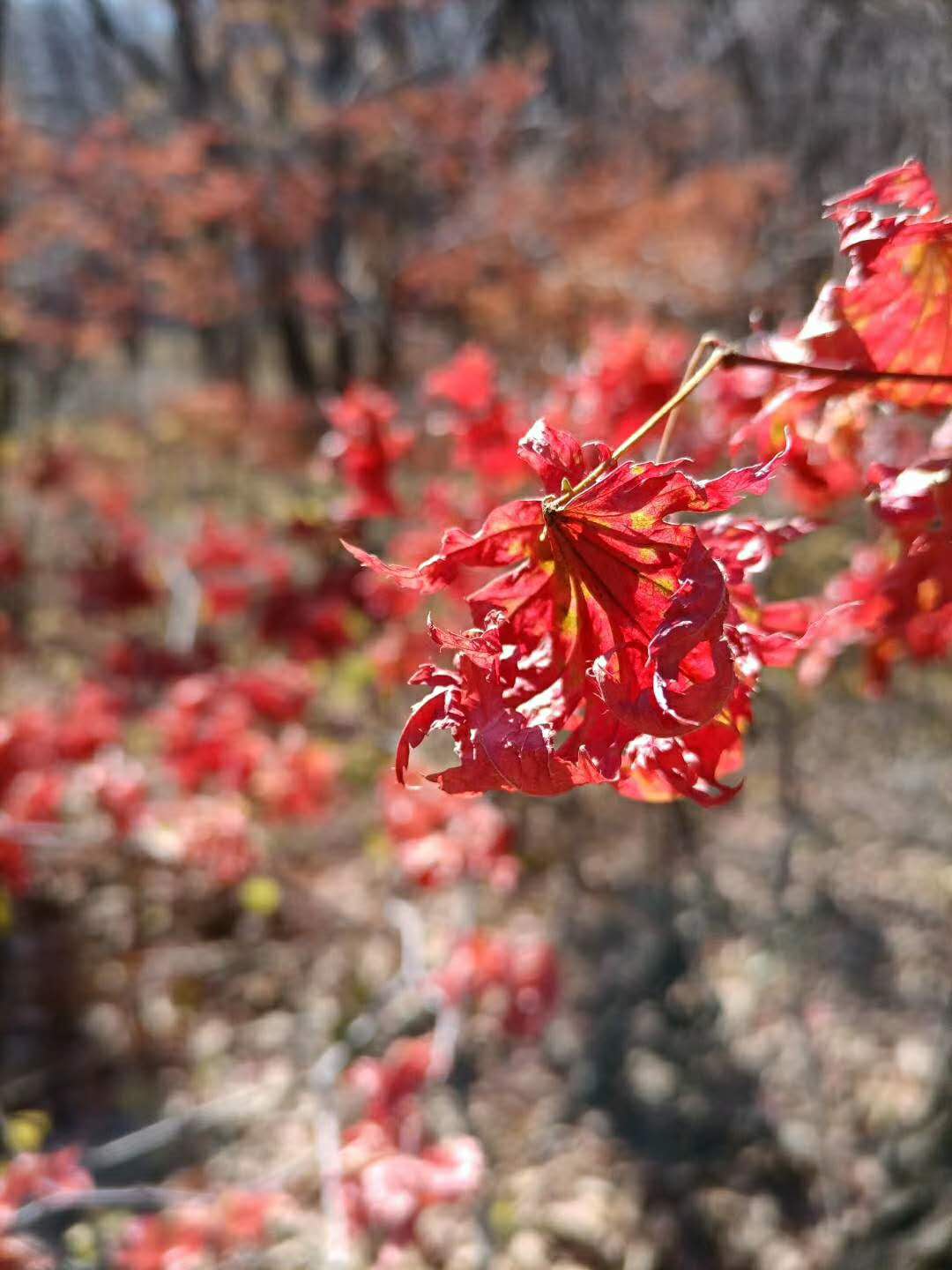 抚顺猴石国家森林公园,辽宁猴石国家森林公园在哪里