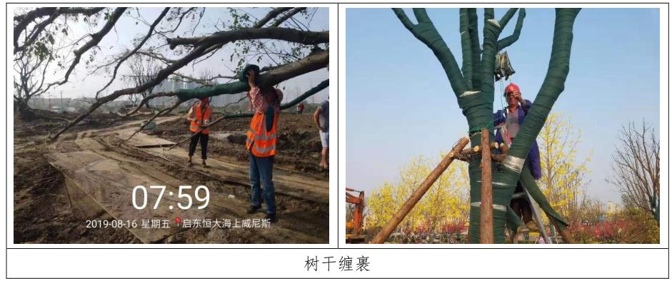 四季不落叶的风景树多少钱一棵,修树技巧风景树