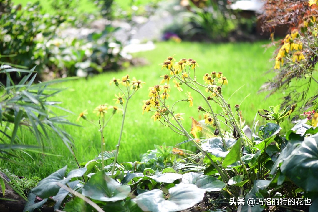 河马花园植物大全,荷马花园的月季