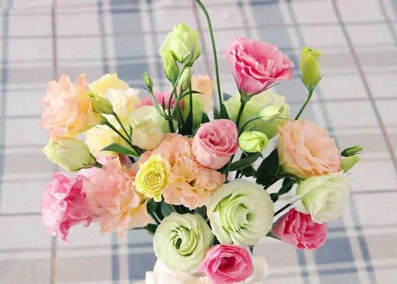 蓝色花花花语,花语是我喜欢你的花