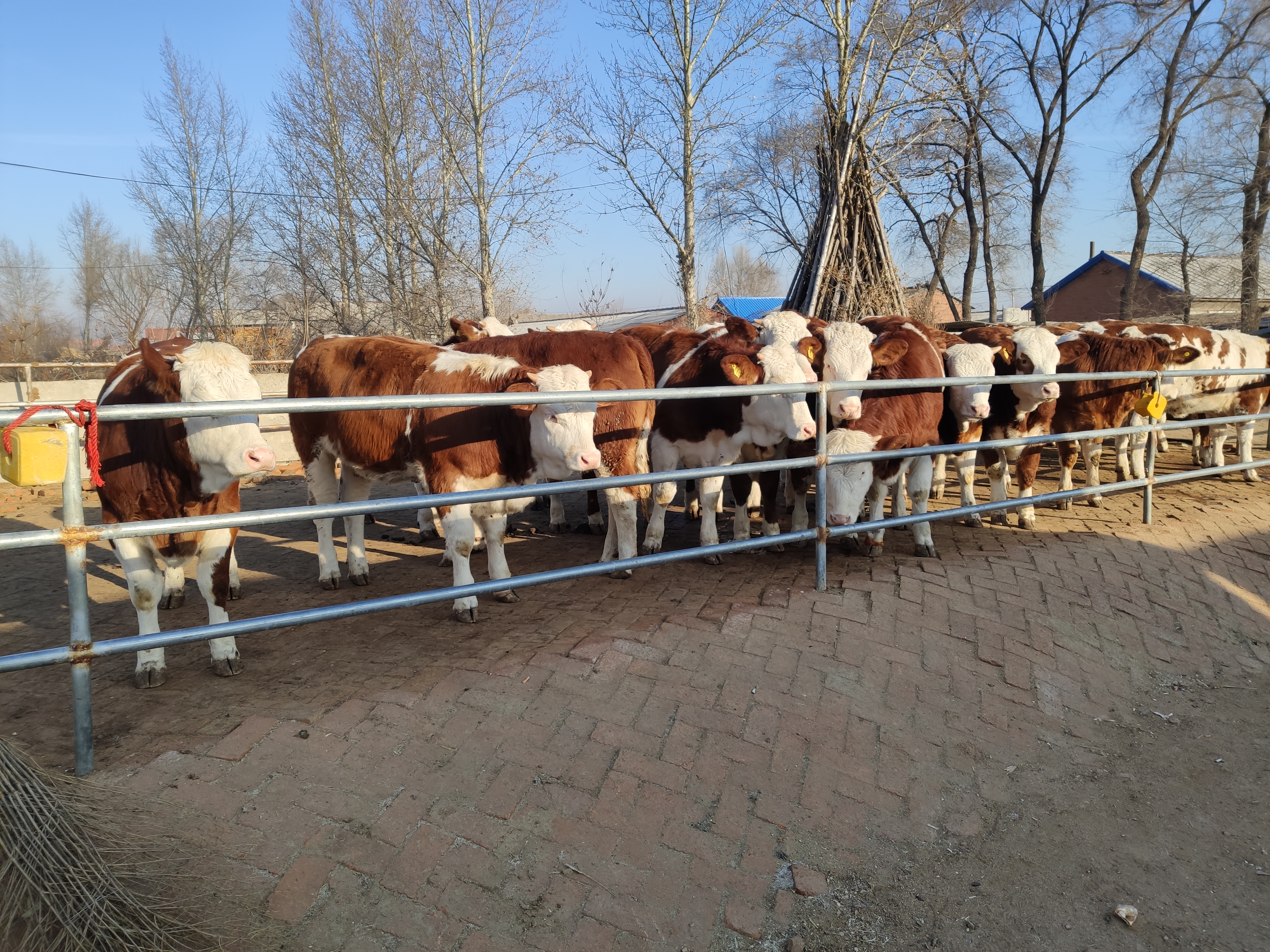 肉牛的饲养管理技术有哪些,肉牛犊牛的饲养管理要点有哪些