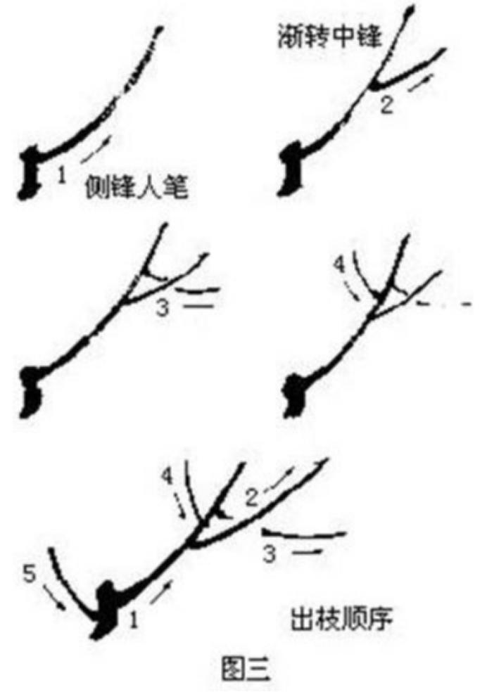 梅花画法简笔画,梅花画法的视频