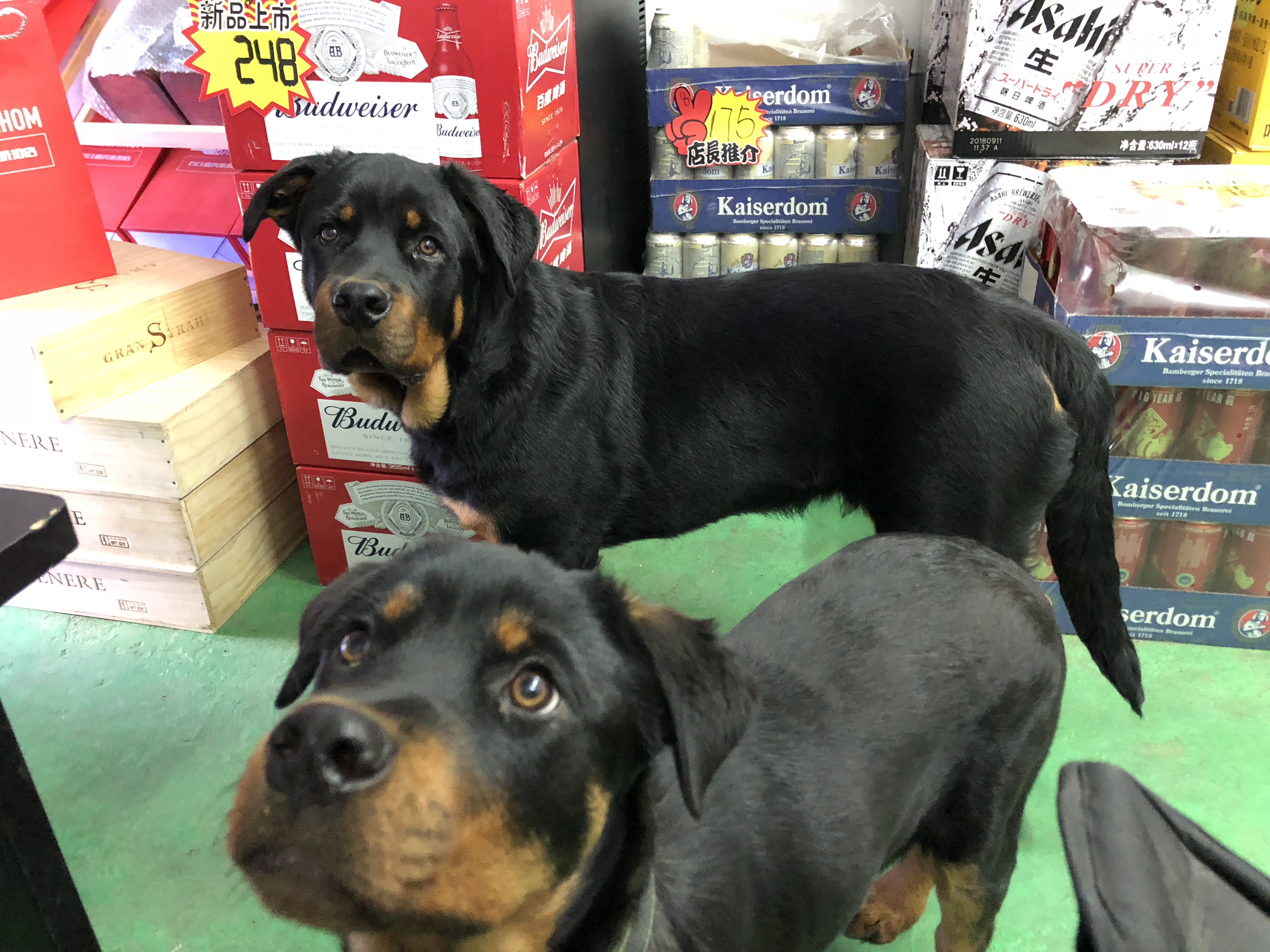 自制狗粮没有面粉怎么办,自制狗粮为什么不用白面