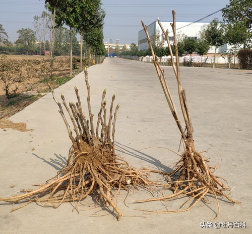 如何从根系辨别牡丹的真假,真假牡丹苗的鉴别方法
