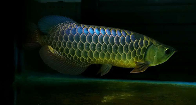 龙鱼幼鱼期怎么分辨金龙还是红龙,20公分龙鱼怎么区分金龙红龙