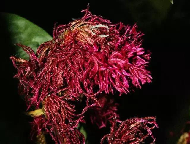 奇花异草图片,奇花异草的赞美句子