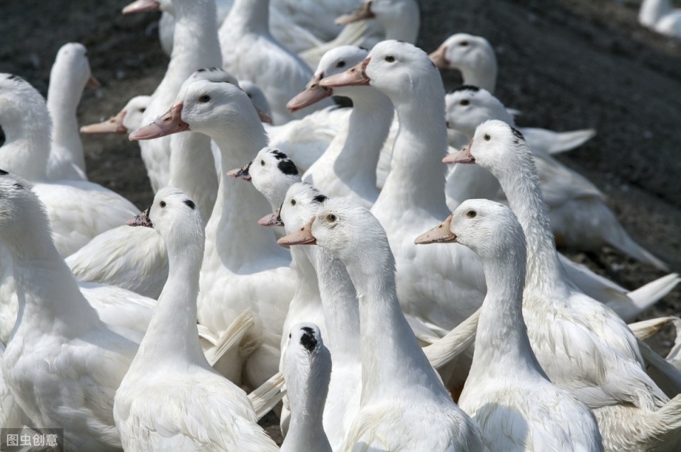 如何降低鸭子饲养成本,养鸭子喂什么成本才会低