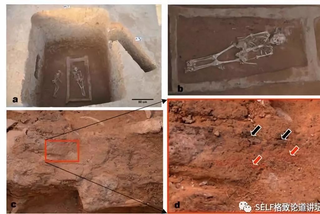 关于恐龙的研究详细,恐龙食谱大全及做法