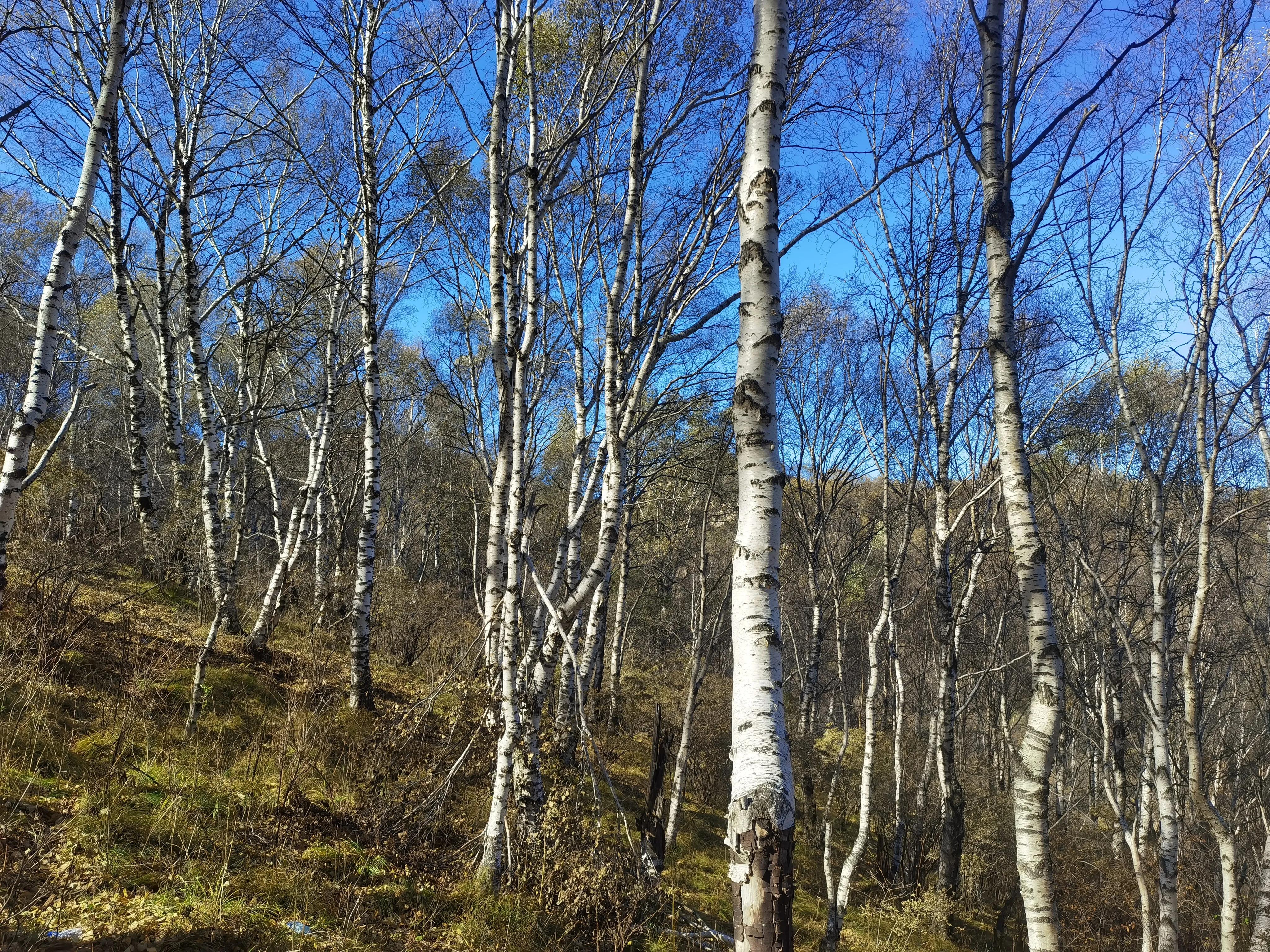 都知夏日驼梁美，秋季呢？阜平花塔村进山带您领略最美的秋日驼梁