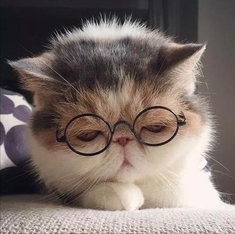 关于猫咪的冷知识你知道多少 (关于猫咪的冷知识)