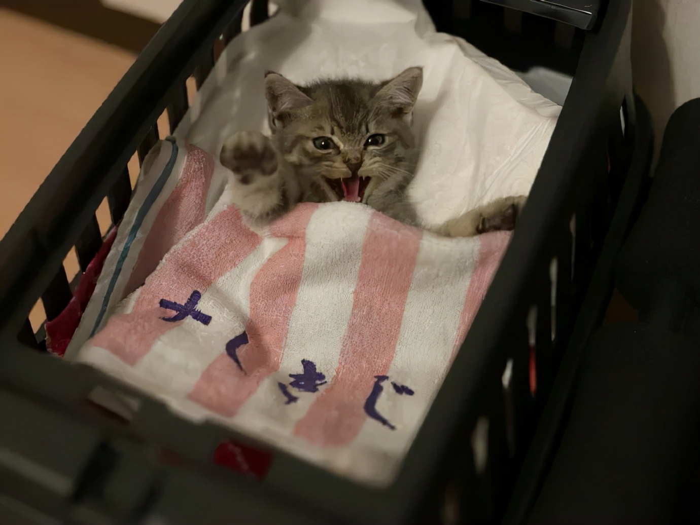 看到铲屎官终于回家，立即安心地睡着了|冷段子1986