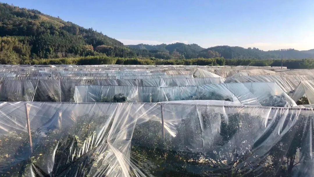 冰糖心金桔独立包装,冰糖心阿克苏苹果顺丰包邮