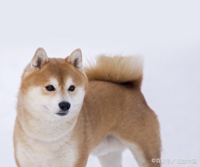 狗狗的种类图片,双鱼座狗狗性格特点