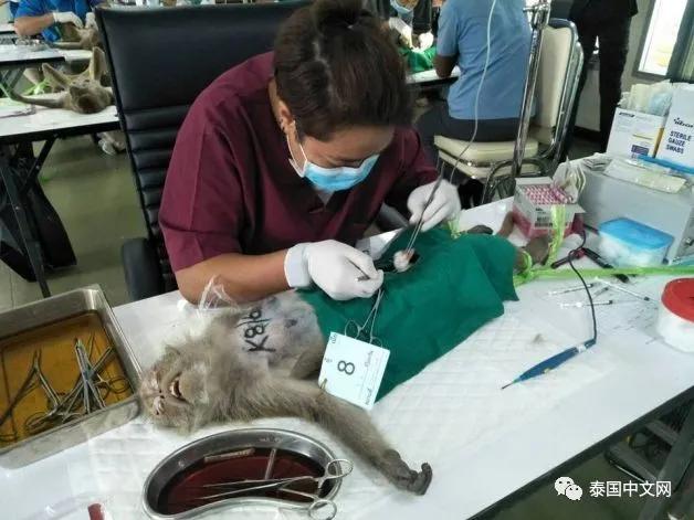 大型阉割现场，泰国猴哥一日之间集体变太监
