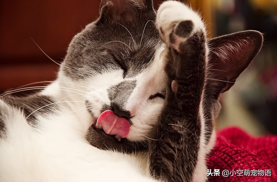 家里没有猫想撸猫怎么办,想撸猫但是猫害怕怎么办