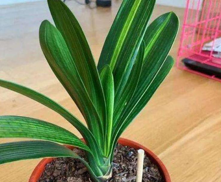 君子兰怎么养才不烂根长得好,君子兰正确养法你养对了吗